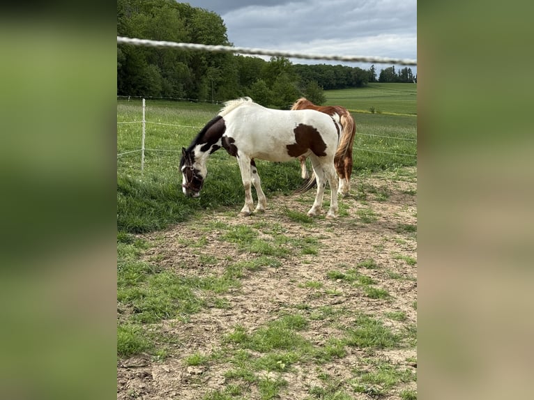 Knabstrupper Caballo castrado 5 años 158 cm Pío in Dörnberg