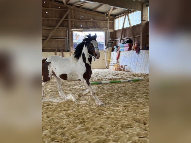 Knabstrupper Caballo castrado 5 años 158 cm Pío in Dörnberg