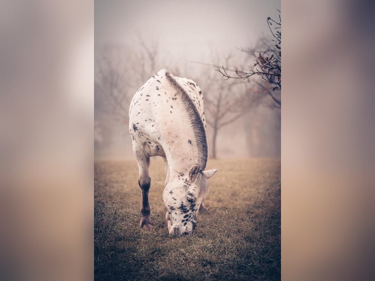 Knabstrupper Mestizo Caballo castrado 6 años 155 cm Atigrado/Moteado in M&#xFC;hlacker