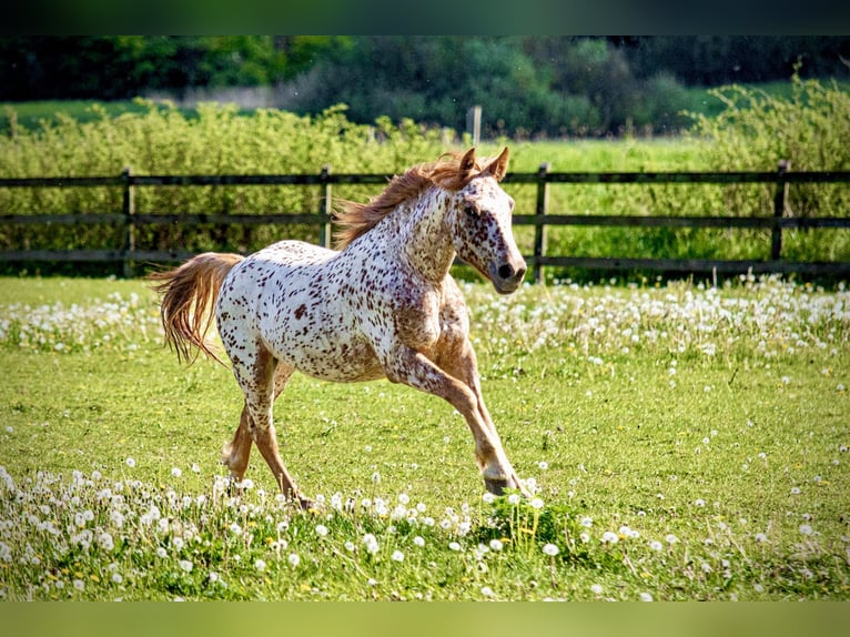 Knabstrupper Caballo castrado 6 años 160 cm Atigrado/Moteado in Fredensborg
