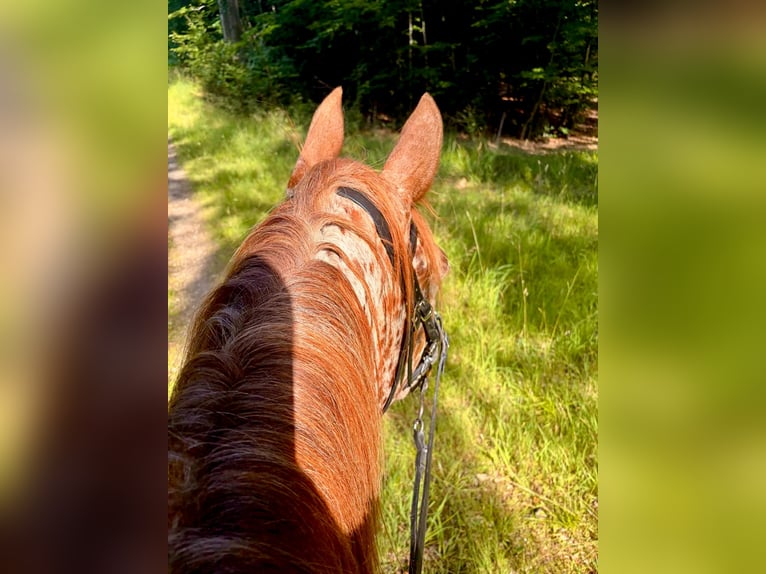 Knabstrupper Caballo castrado 6 años 160 cm Atigrado/Moteado in Fredensborg