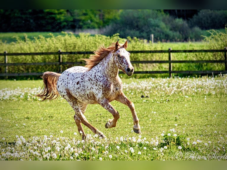 Knabstrupper Caballo castrado 6 años 160 cm Atigrado/Moteado in Fredensborg