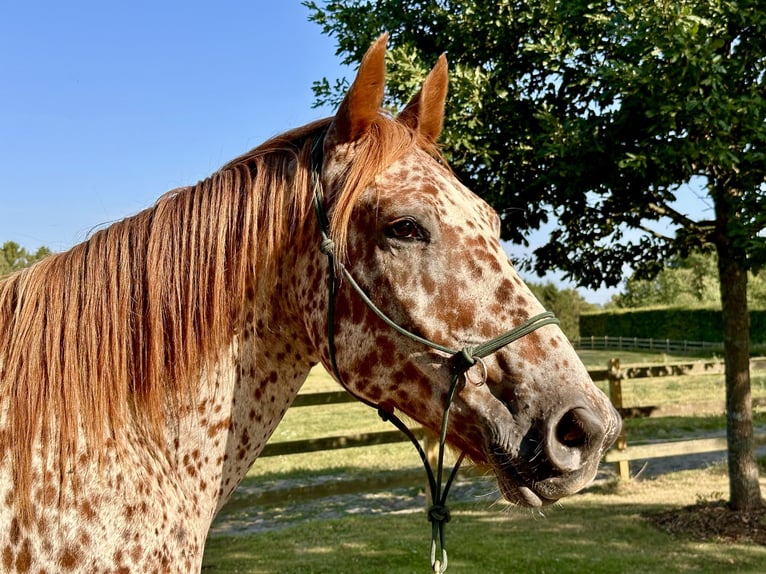 Knabstrupper Caballo castrado 6 años 160 cm Atigrado/Moteado in Fredensborg