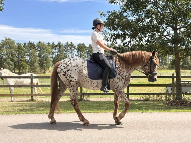 Knabstrupper Caballo castrado 6 años 160 cm Atigrado/Moteado in Fredensborg