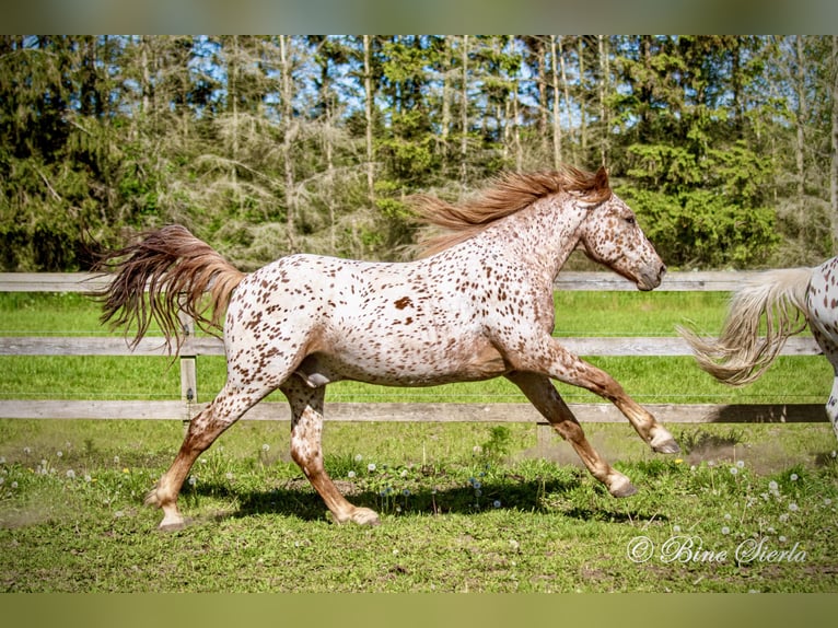 Knabstrupper Caballo castrado 6 años 160 cm Atigrado/Moteado in Fredensborg
