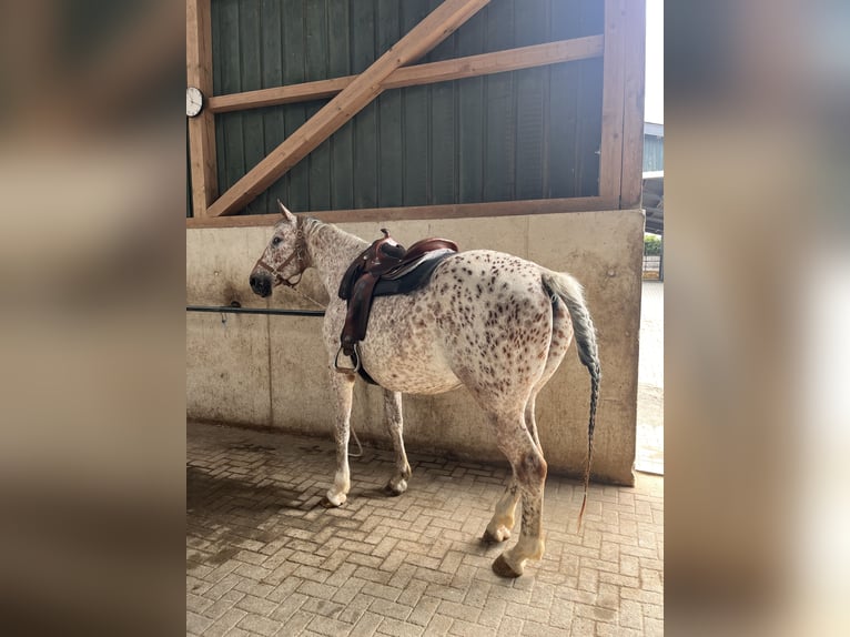 Knabstrupper Caballo castrado 6 años 171 cm Atigrado/Moteado in Ruppichteroth