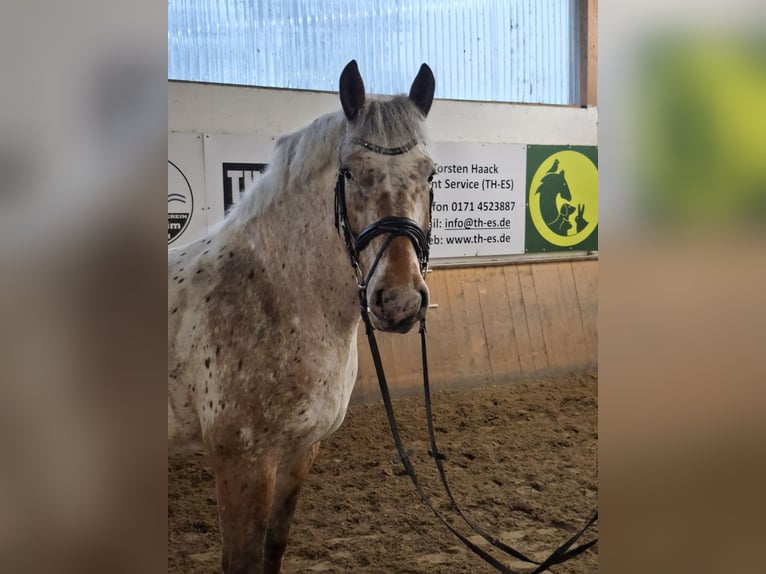 Knabstrupper Mix Castrone 10 Anni 170 cm  in Hildesheim