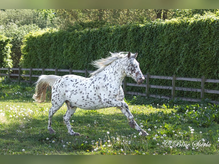 Knabstrupper Castrone 12 Anni 158 cm Leopard in Fredensborg