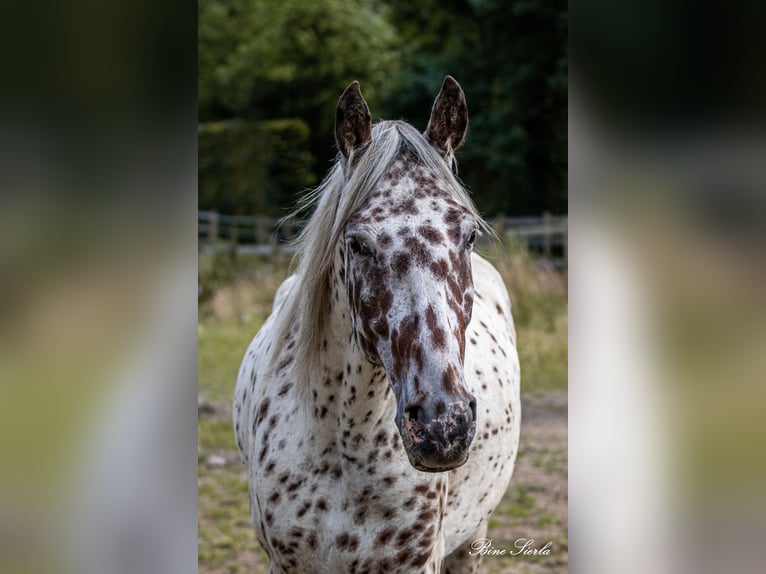 Knabstrupper Castrone 12 Anni 158 cm Leopard in Fredensborg