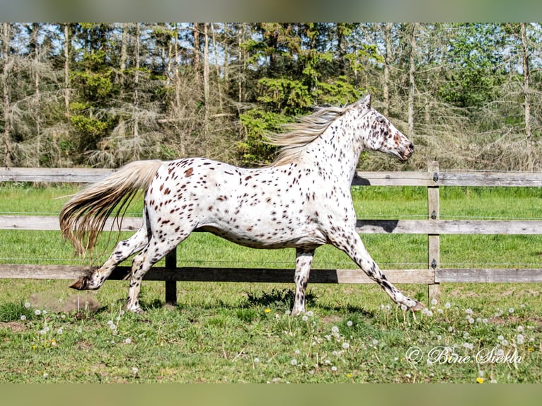 Knabstrupper Castrone 12 Anni 162 cm Leopard in Fredensborg