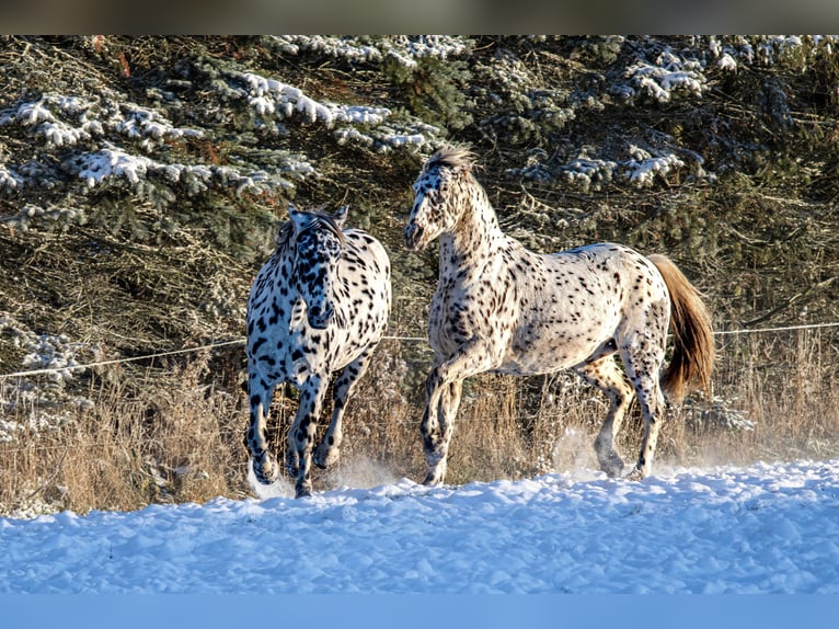 Knabstrupper Castrone 12 Anni 162 cm Leopard in Fredensborg