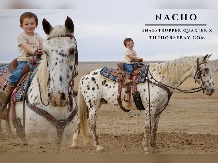 Knabstrupper Castrone 13 Anni 157 cm Baio ciliegia in Fort Collins, CO