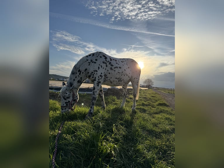 Knabstrupper Castrone 14 Anni 165 cm in Vogtsburg im Kaiserstuhl