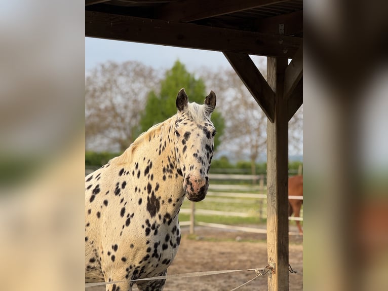Knabstrupper Castrone 14 Anni 165 cm in Vogtsburg im Kaiserstuhl