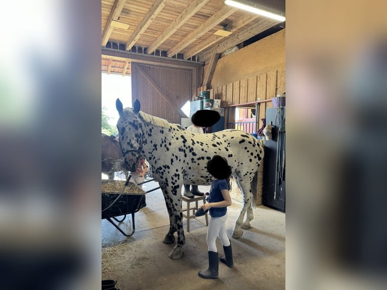 Knabstrupper Castrone 14 Anni 165 cm Leopard in Vogtsburg im Kaiserstuhl