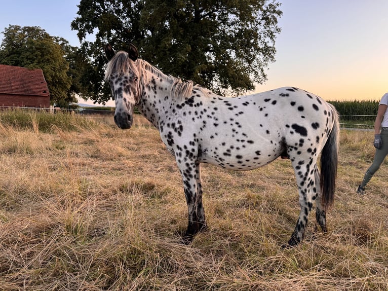 Knabstrupper Castrone 1 Anno 155 cm Leopard in Lübbecke