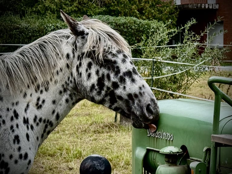 Knabstrupper Castrone 2 Anni 155 cm Leopard in Lübbecke