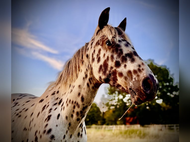 Knabstrupper Castrone 2 Anni 155 cm Leopard in Lübbecke