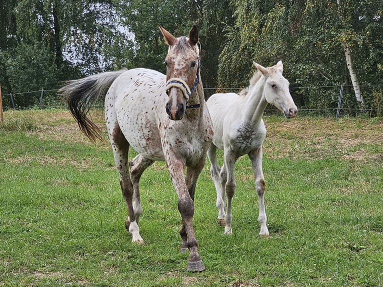 Knabstrupper Castrone 2 Anni 165 cm Grigio in Winsen (Luhe)