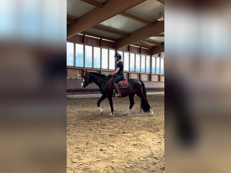 Knabstrupper Mix Castrone 3 Anni 145 cm Morello in Achstetten
