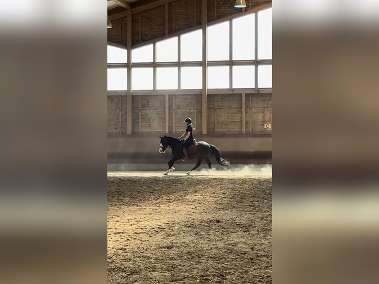 Knabstrupper Mix Castrone 3 Anni 145 cm Morello in Achstetten
