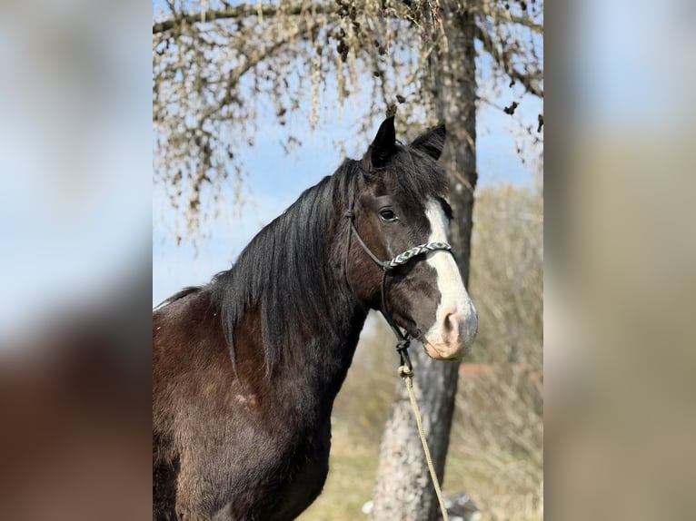 Knabstrupper Mix Castrone 3 Anni 145 cm Morello in Achstetten
