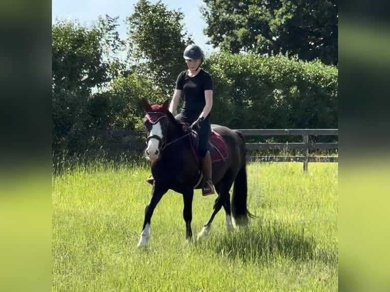 Knabstrupper Mix Castrone 3 Anni 145 cm Morello in Achstetten