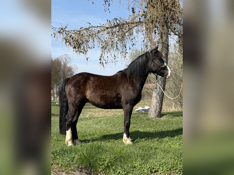Knabstrupper Mix Castrone 3 Anni 145 cm Morello in Achstetten