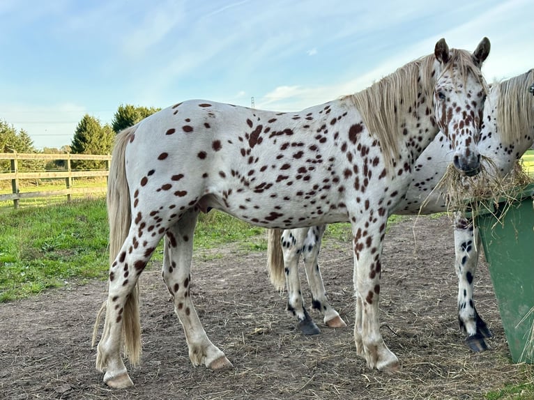 Knabstrupper Castrone 3 Anni 155 cm Leopard in Fredensborg