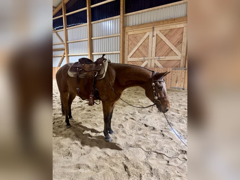 Knabstrupper Castrone 3 Anni 156 cm Baio in Werlte