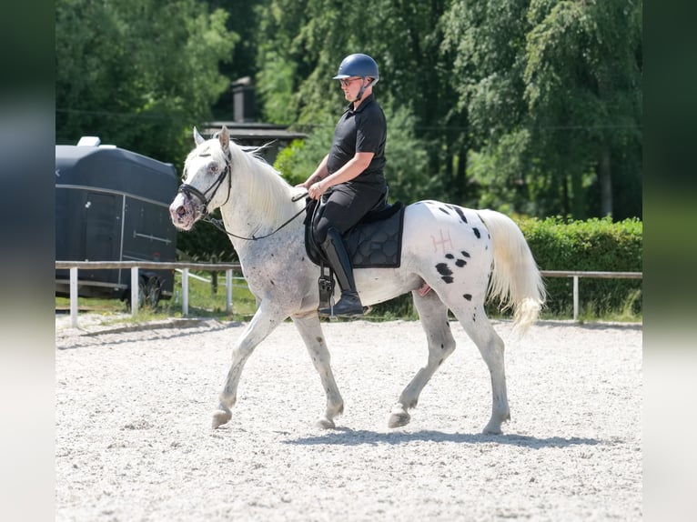 Knabstrupper Mix Castrone 3 Anni 158 cm Leopard in Neustadt (Wied)