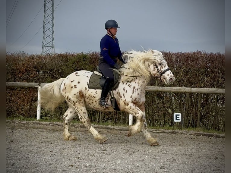 Knabstrupper Mix Castrone 4 Anni 153 cm Leopard in Neustadt (Wied)