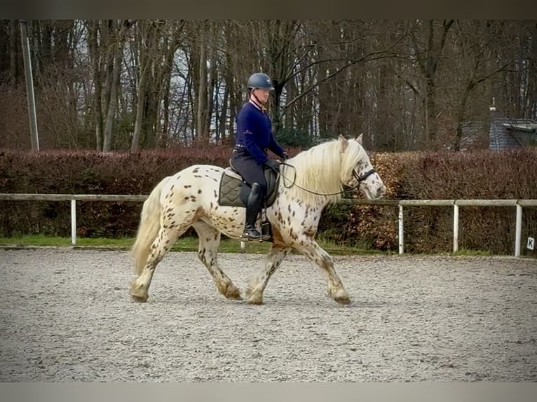 Knabstrupper Mix Castrone 4 Anni 153 cm Leopard in Neustadt (Wied)