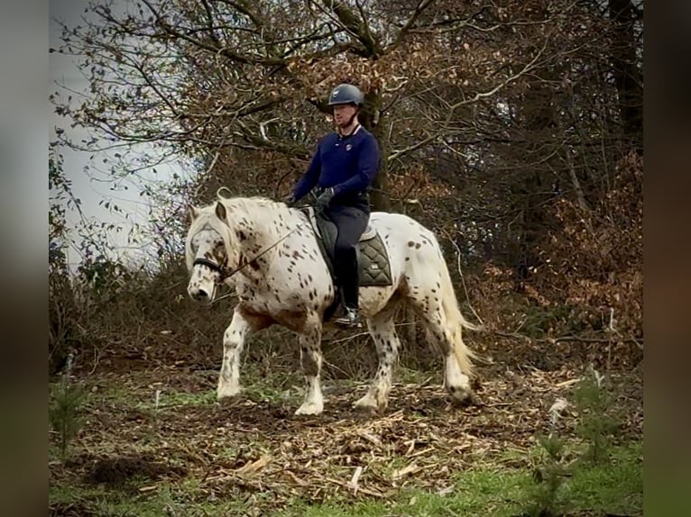 Knabstrupper Mix Castrone 4 Anni 153 cm Leopard in Neustadt (Wied)