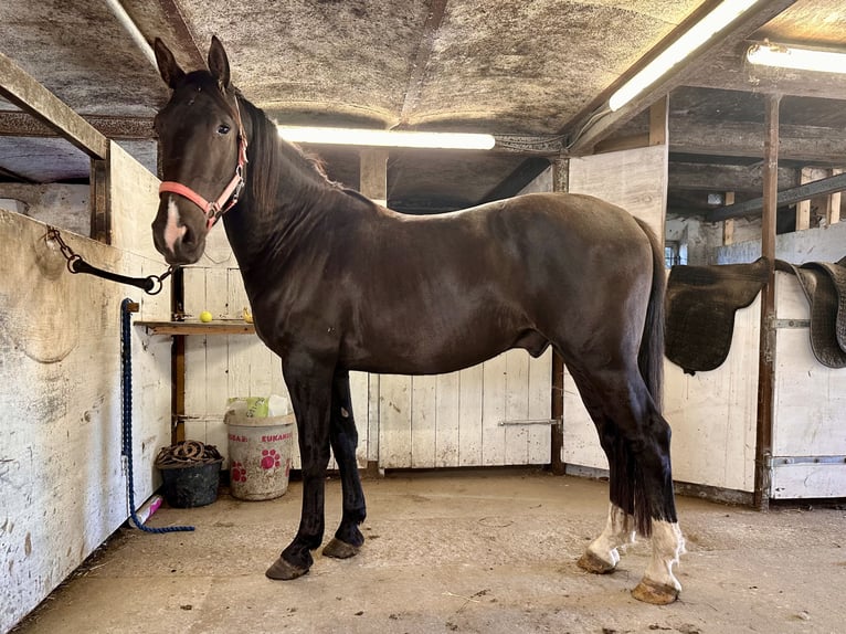 Knabstrupper Castrone 4 Anni 155 cm  in Fredensborg