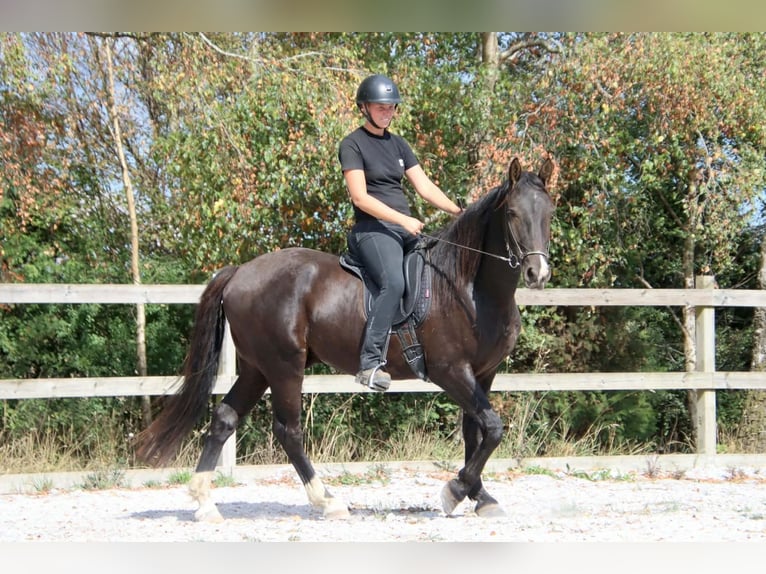Knabstrupper Castrone 4 Anni 158 cm Morello in Fredensborg