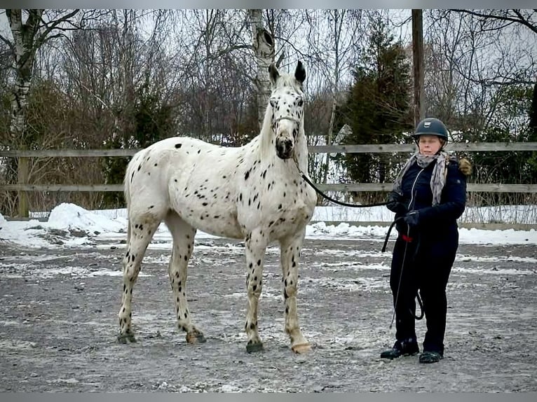 Knabstrupper Castrone 4 Anni 162 cm Leopard in Fredensborg