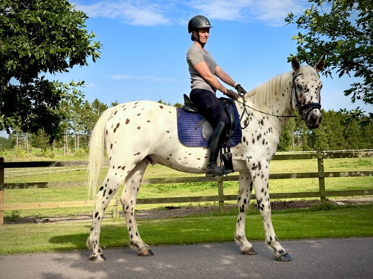 Knabstrupper Castrone 4 Anni 164 cm Leopard in Fredensborg