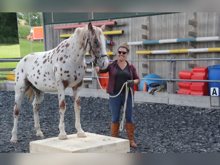 Knabstrupper Castrone 4 Anni 164 cm Leopard in Weisslingen