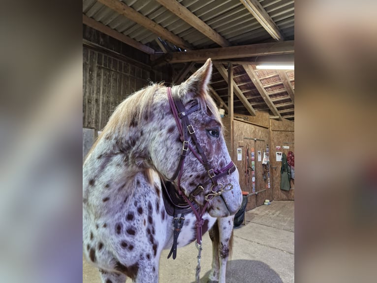 Knabstrupper Castrone 4 Anni 165 cm Leopard in 8400