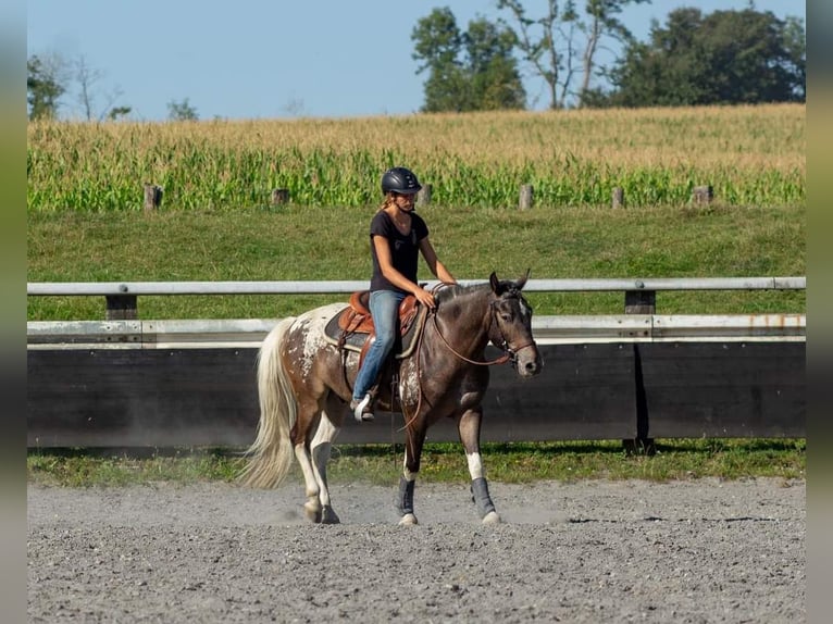 Knabstrupper Mix Castrone 5 Anni 146 cm in Schallstadt