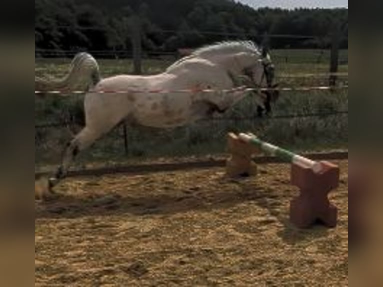 Knabstrupper Castrone 6 Anni 151 cm Bianco in Geretsried