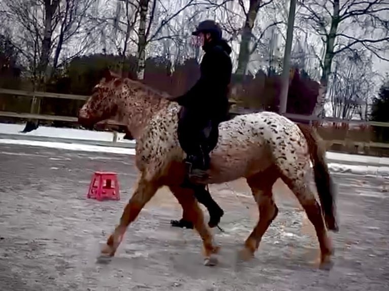 Knabstrupper Castrone 6 Anni 158 cm Leopard in Fredensborg