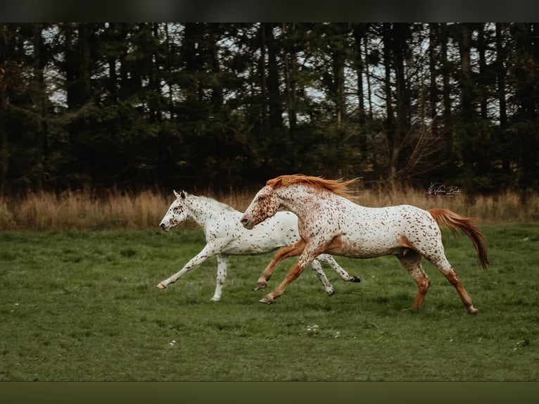 Knabstrupper Castrone 6 Anni 159 cm Leopard in Fredensborg