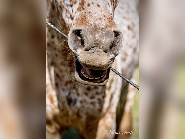 Knabstrupper Castrone 6 Anni 160 cm Leopard in Fredensborg