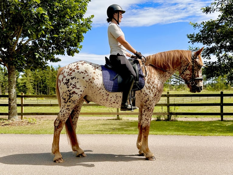 Knabstrupper Castrone 6 Anni 160 cm Leopard in Fredensborg