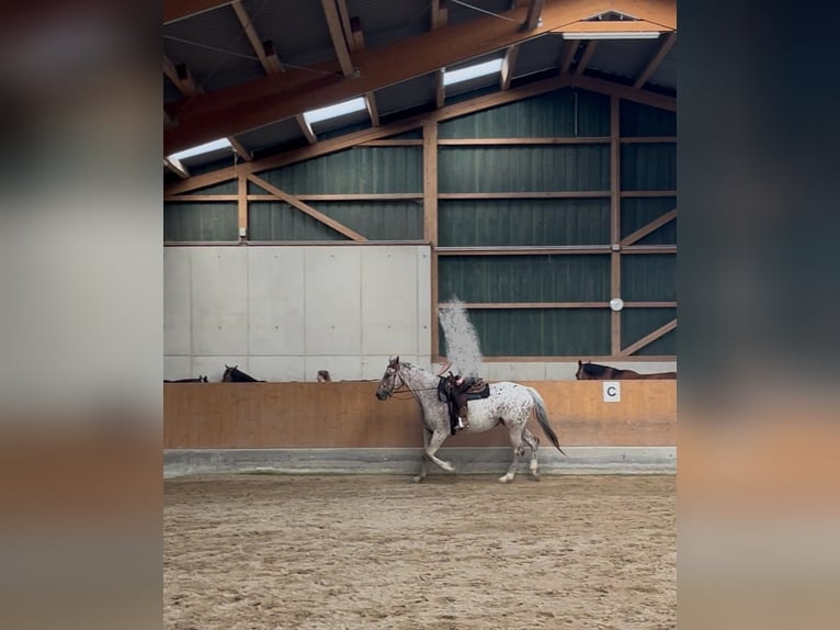 Knabstrupper Castrone 6 Anni 171 cm Leopard in Ruppichteroth