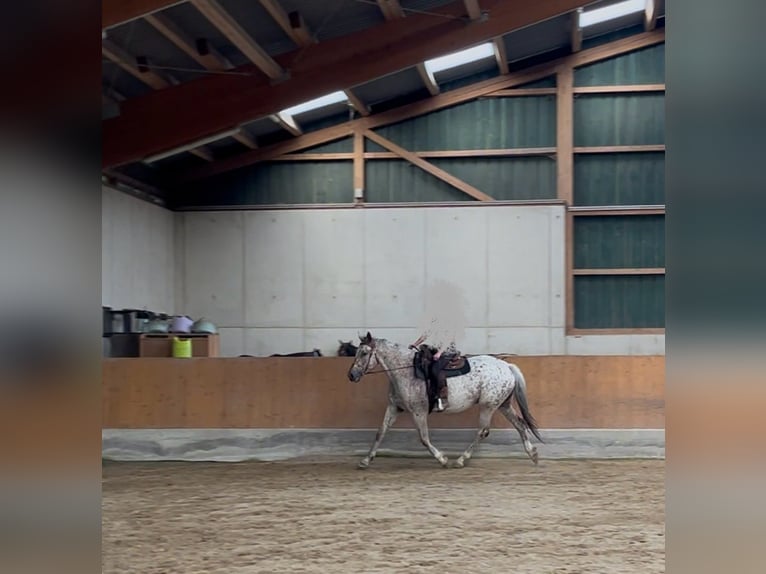 Knabstrupper Castrone 6 Anni 171 cm Leopard in Ruppichteroth