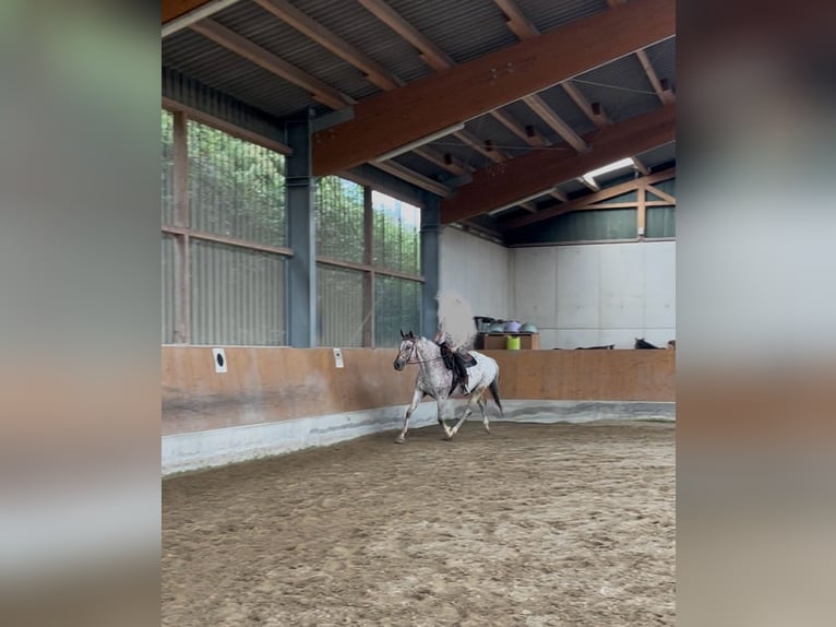 Knabstrupper Castrone 6 Anni 171 cm Leopard in Ruppichteroth