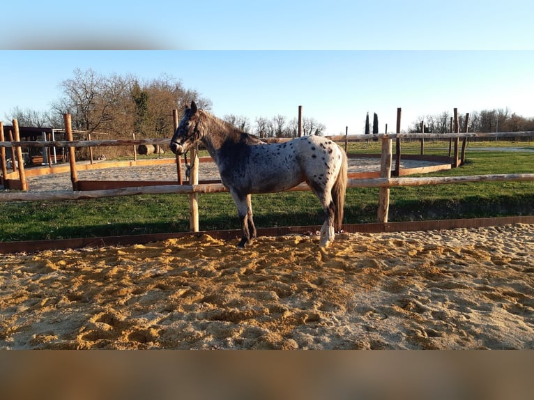 Knabstrupper Mix Giumenta 11 Anni 145 cm Leopard in Durfort Lacapelette